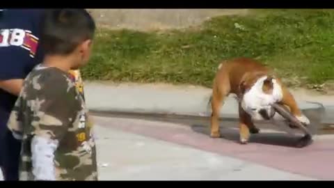 Remembering Tillman, the skateboarding bulldog