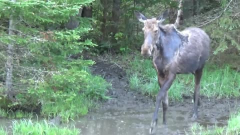 Mudhole Moose