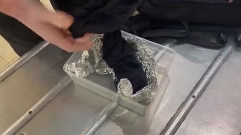 SNAKES ON A PLANE: Passenger Wrapped Snakes And Lizards In Tinfoil Disguised As A Snack