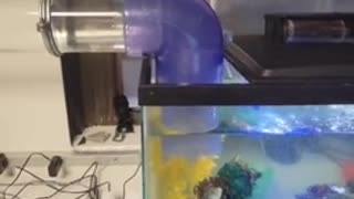 Fish swims girlfriend home to her tank