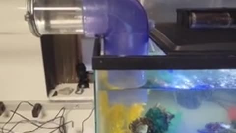 Fish swims girlfriend home to her tank