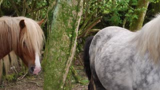 Dartmoor Hill Ponies Roborough Downs