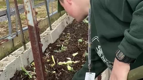 Farmer Daniel Plow the Soil in the Greenhouse