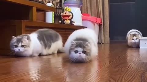 Funny Cat video: Try Not to laugh