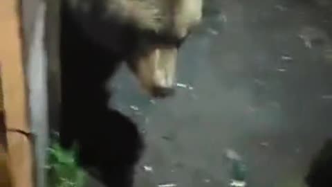 Feeding a Wild Bear