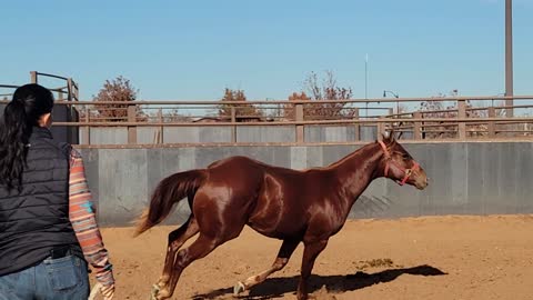 Colonel Otoole 2020 gelding