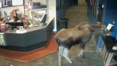 This Moose Wanted To Check Out A Movie At A Theater In Alaska