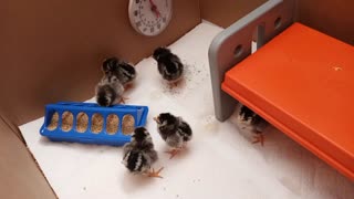 Chicks Day 1