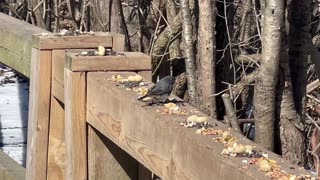 Dark Eyed Juncos