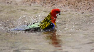 bird taking bath