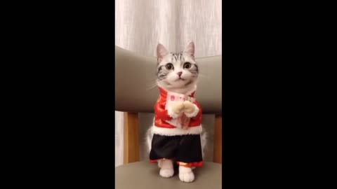 Baby cat look so cute and funny