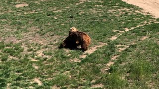 Grizzly Bears Play Fighting