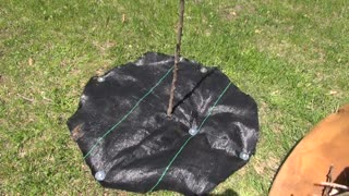 How to Train a Young Apricot Tree Year 1