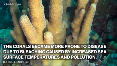 Climate change, human activity devastating marine life IUCN
