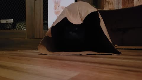 Binx in a bag