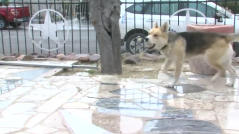 Just Visiting - Runaway Dog Drops By Police Station