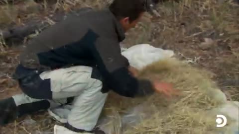 Bear Grylls' Jaw-Dropping Hunt for a Wild Pig - Man Vs. Wild - Discovery
