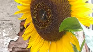 Bumblebees on a sunflower