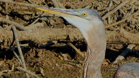 Great Blue Heron ...Ohio Erie Canal