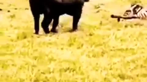 Buffalo Rescue Zebra From Lion. #shorts #