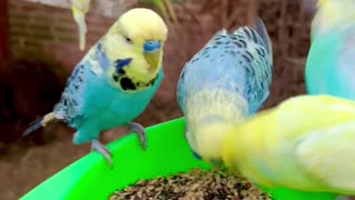 budgies and cockatoo #birds #nature #animals