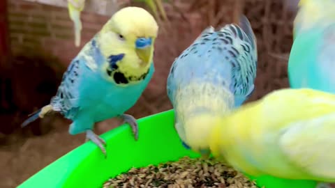 budgies and cockatoo #birds #nature #animals