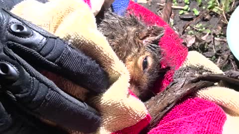 Rescuing a Squirrel Stuck in Rain Gutter