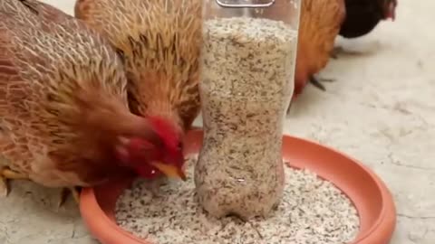 How to Make an Automatic Chicken Feeder with a Plastic Bottle!