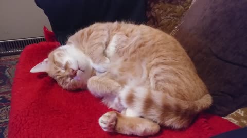 Sleeping Cat Quacks When His Owner Coughs