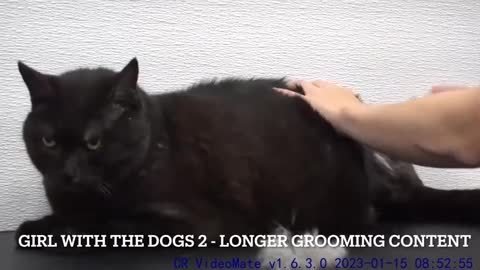 IMMEDIATELY stop when this happens Cat Grooming