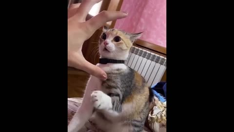 New Funny Animals 😂 Funniest Cats and Dogs Videos 😺🐶