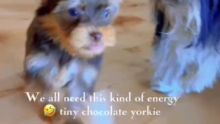 He is on a mission! Tiny chocolate yorkie