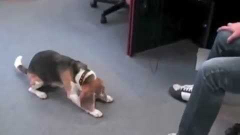 Magic trick with dog