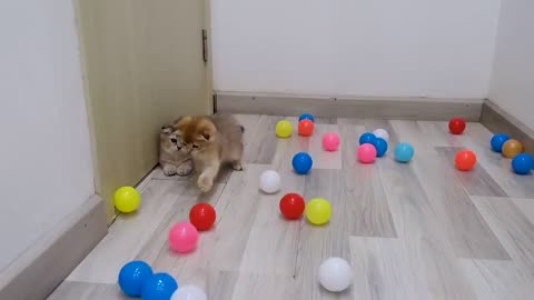 Funny cats and cute kittens play with 1000 colorful balls