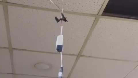 Cat Stuck In The Ceiling Tiles