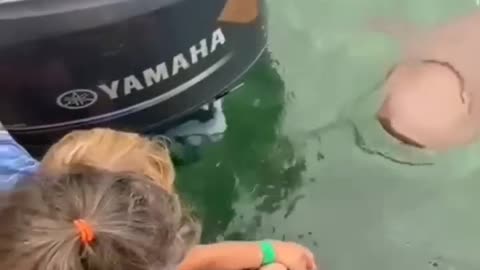 feeding the shark