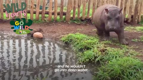 Baby Hippo Raised By Rhinos Meets A Hippo... ?? | The Dodo Go Wild