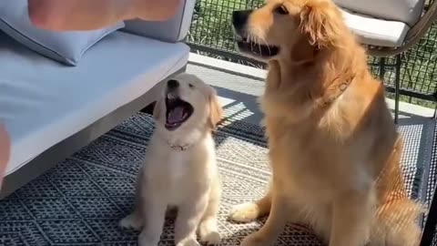 Ellie teaching high-five 🖐️🖐️to Emma-Cute Dogs _Lovely Pets