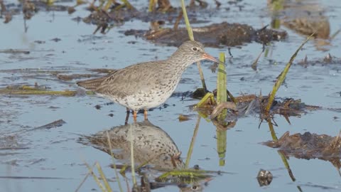 Bird sounds. Redshank singing and displaying in spring wetlands