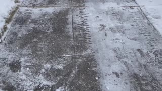 Precious Pup Plays with Ice