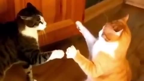 Funniest cat and dog video😂😂||very funny animal 😃😃