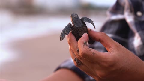 Small turtle 🐢 video || black cute turtle video 2023
