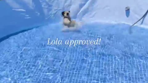 Pug Approves of New Pool
