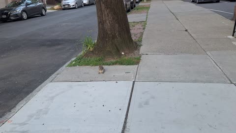 Cute squirrel(hands full while filming :), looking so cute while eating