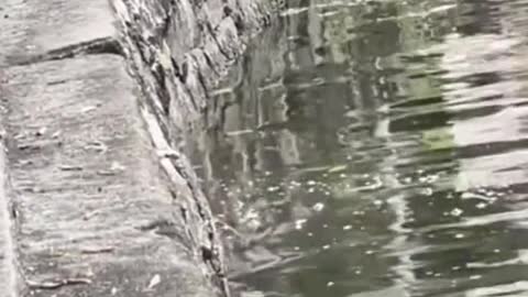 Otter parents try to coax pups into water at Botanic Gardens