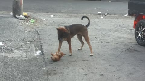 Dog and Kitten Playing