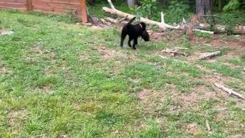 dog playing with chicken friend