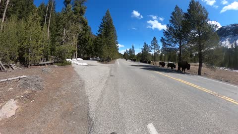 Biking Past a Large Bison Herd in Yellowstone