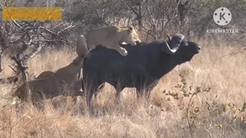 Three lions attack African Buffalo