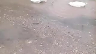 Ducks swimming during rain water comming